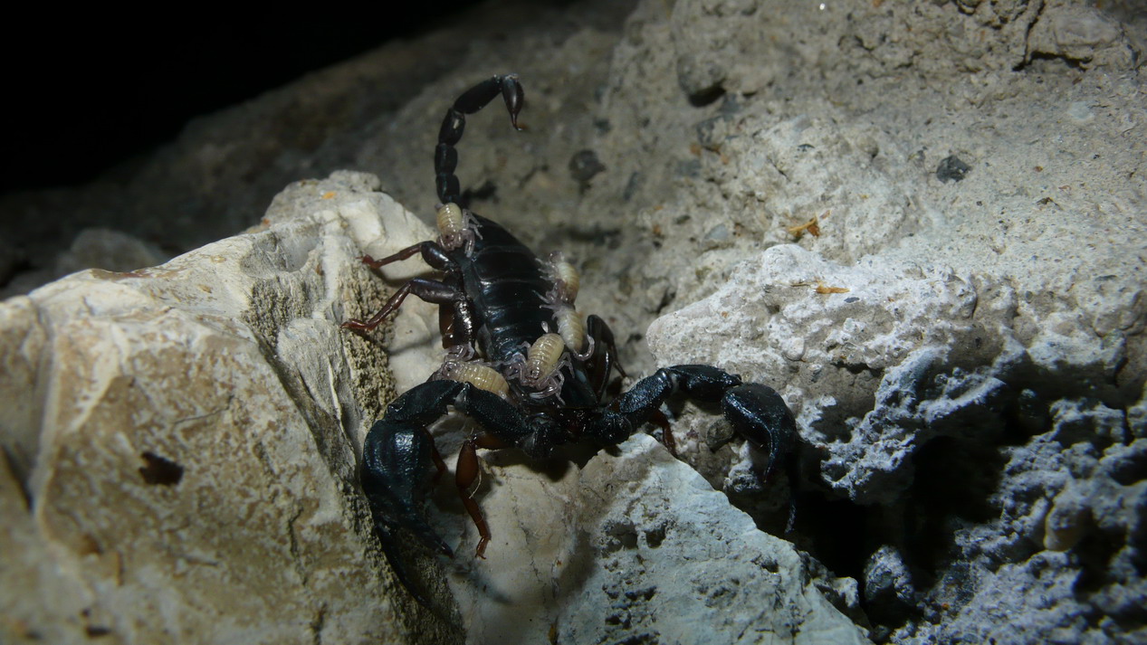 Euscorpius spp.  con prole